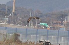 Buteo japonicus