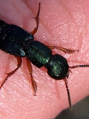 Dinothenarus saphyrinus