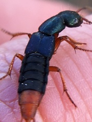 Dinothenarus saphyrinus