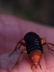 Dinothenarus saphyrinus