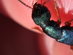 Dinothenarus saphyrinus