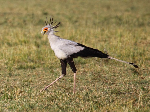 Secretarybird