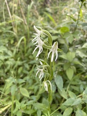 Habenaria barbertoni