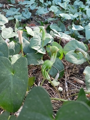 Arisarum vulgare