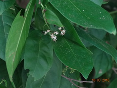 Ehretia tinifolia