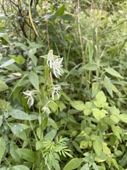 Habenaria barbertoni