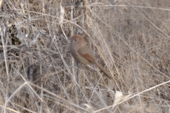 Sinosuthora webbiana