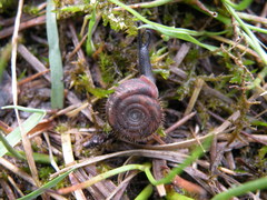 Helicodonta obvoluta