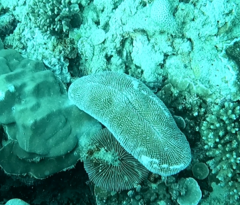 Ctenactis