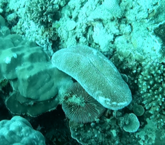 Ctenactis