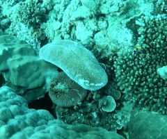 Ctenactis