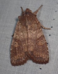 Lithophane semiusta