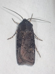 Euxoa velleripennis