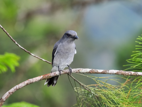Malayan Cuckooshrike (Coracina larutensis), photo 4