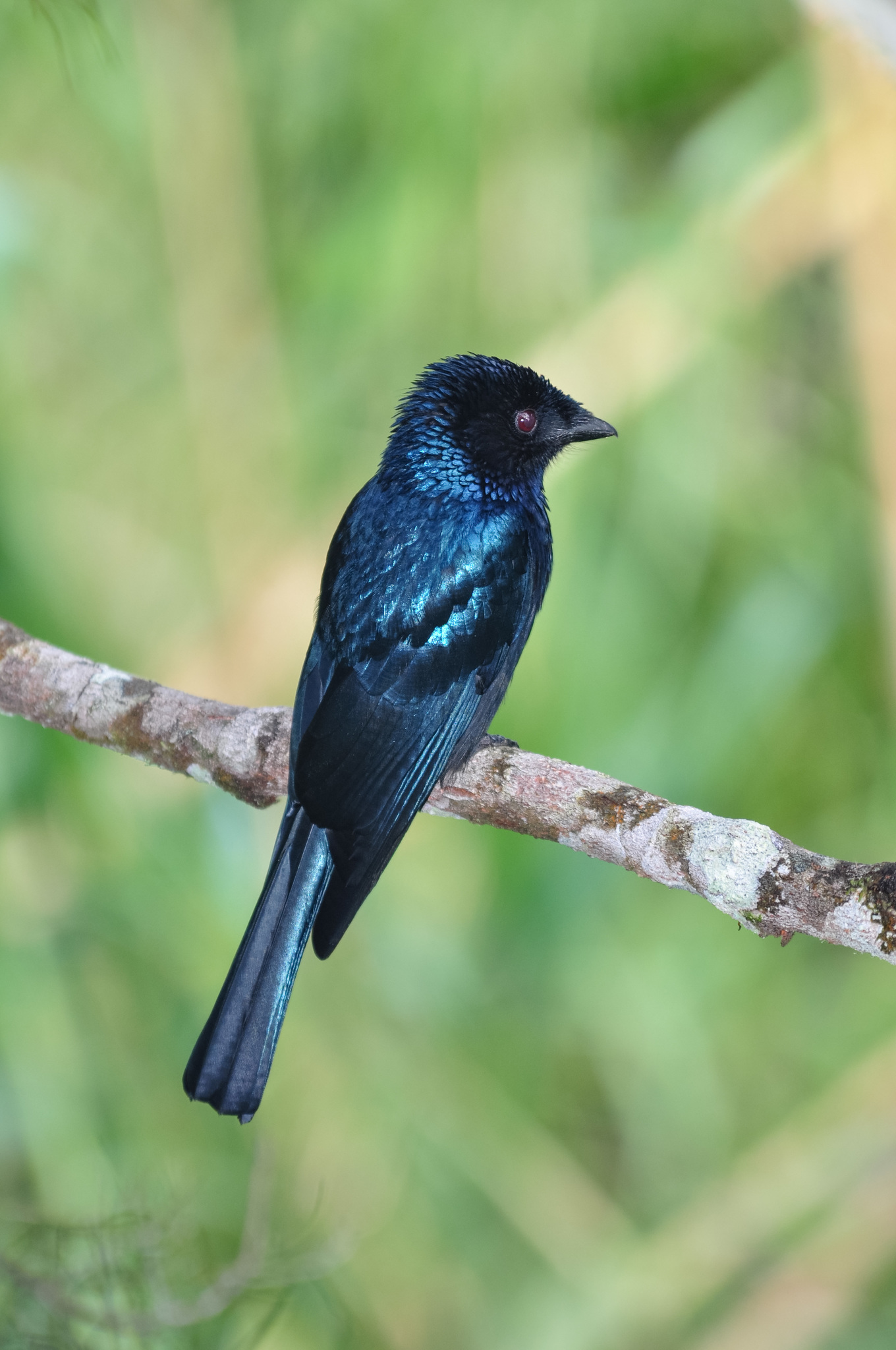 Lesser Racket-tailed Drongo