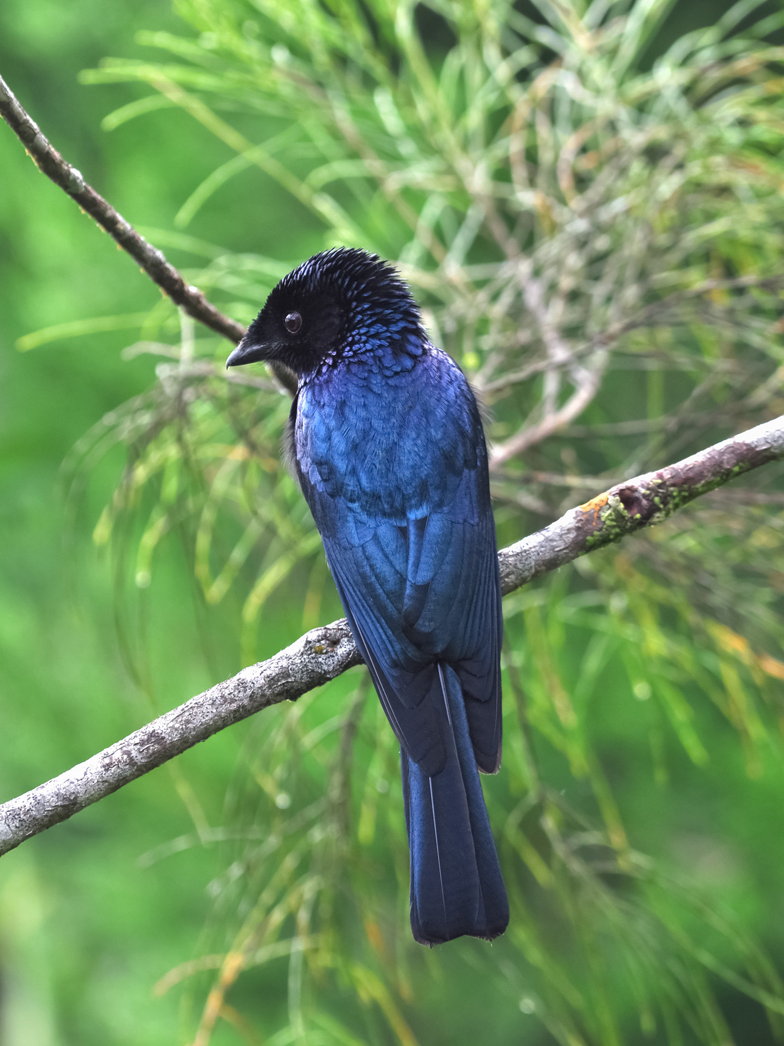Lesser Racket-tailed Drongo
