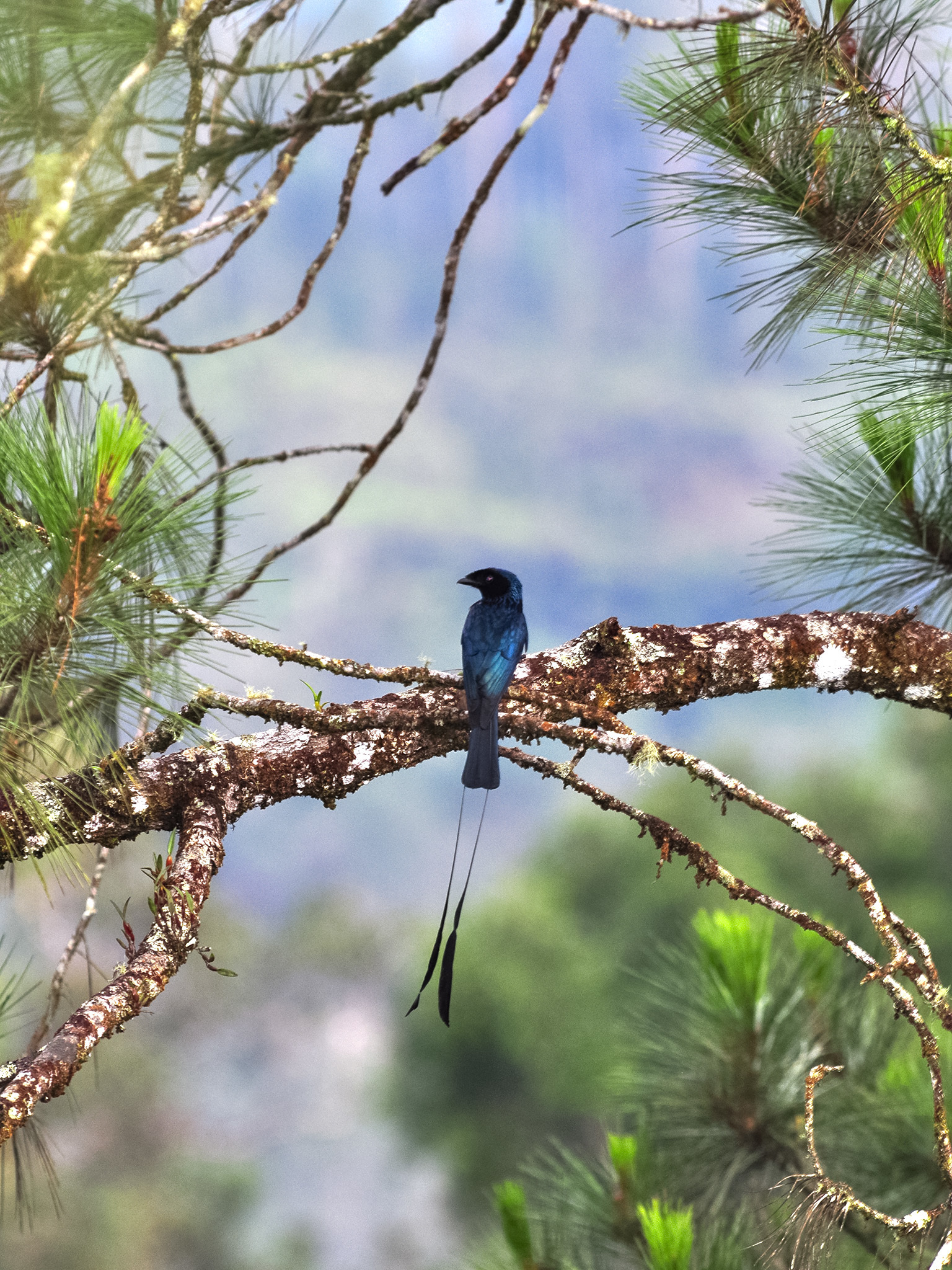 Lesser Racket-tailed Drongo