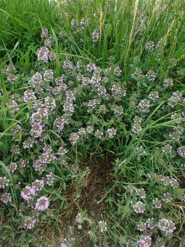 Thymus kosteleckyanus (Thymus kosteleckyanus)