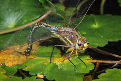 Rhionaeschna absoluta