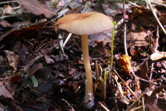 Entoloma nipponicum