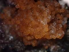 Taurulus bubalis