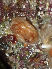 Pyura microcosmus
