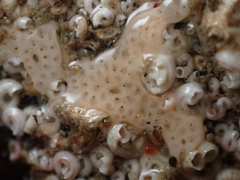 Lissoclinum perforatum