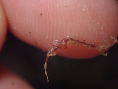 Caprella acanthifera