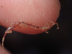 Caprella acanthifera