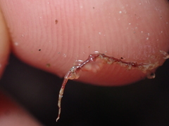 Caprella acanthifera