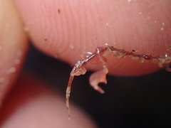 Caprella acanthifera