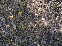 Coronilla scorpioides