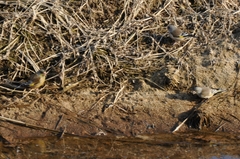 Chloris sinica