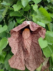 Aristolochia gigantea