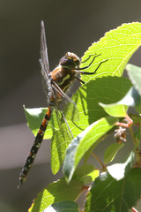 Rhionaeschna diffinis