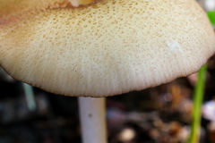 Entoloma nipponicum