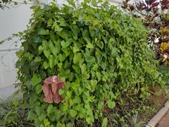 Aristolochia gigantea
