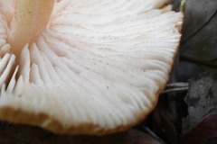 Entoloma nipponicum