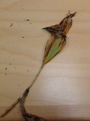 Maianthemum trifolium