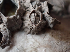 Pyrenocollema halodytes