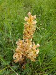 Orobanche lutea