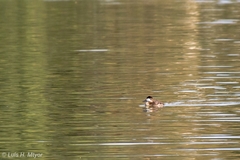 Oxyura jamaicensis