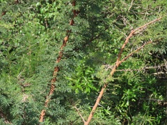 Vachellia gerrardii