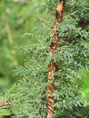 Vachellia gerrardii