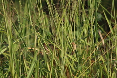 Sporophila minuta