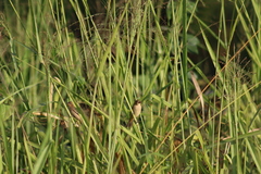 Sporophila minuta