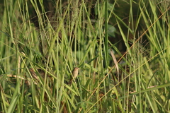 Sporophila minuta