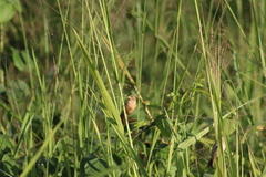 Sporophila minuta