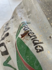 Anasa varicornis