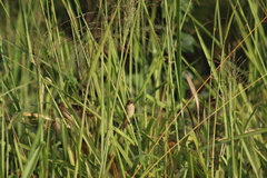 Sporophila minuta